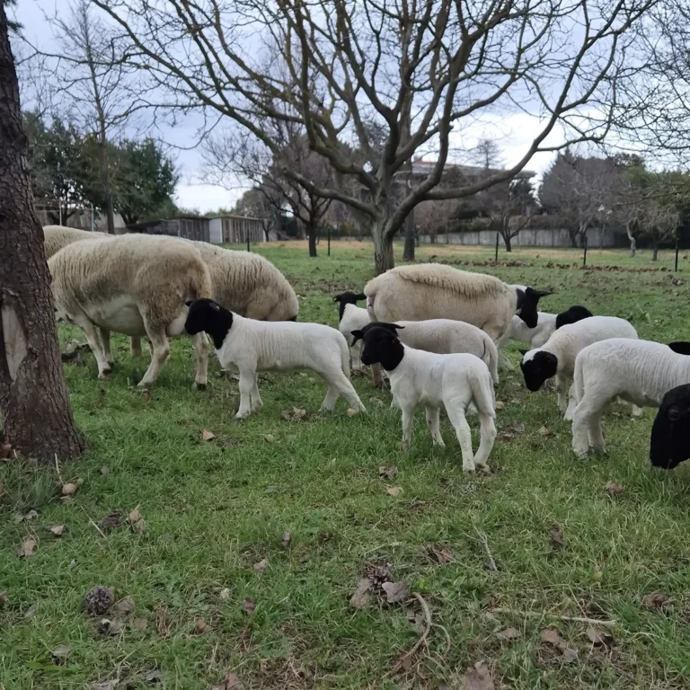 Dorper Sheep in South Africa