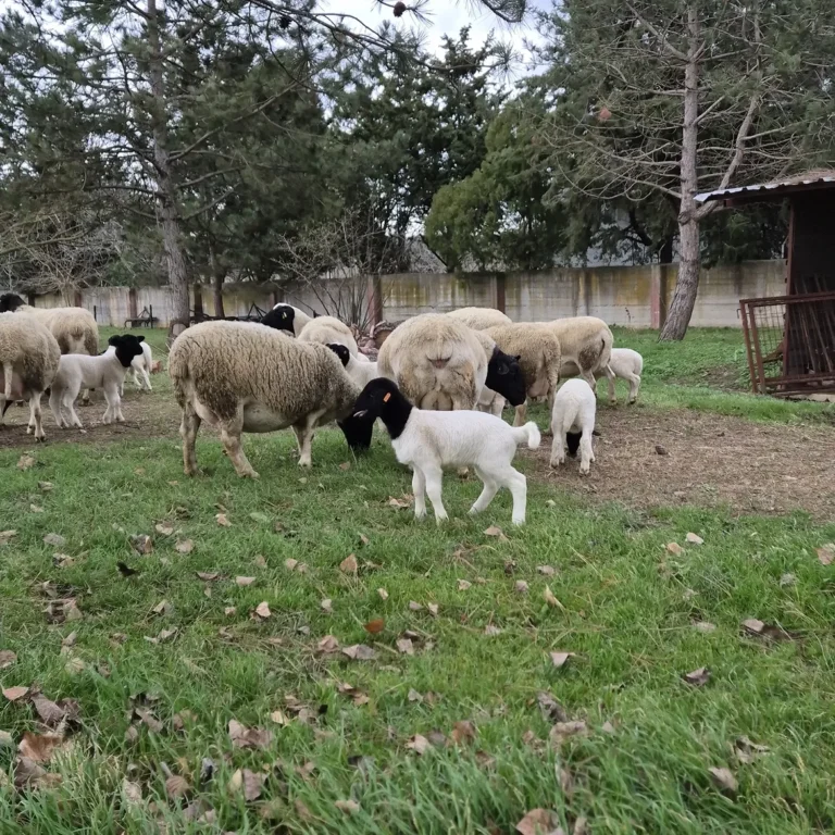 Dorper Sheep Prices in South Africa