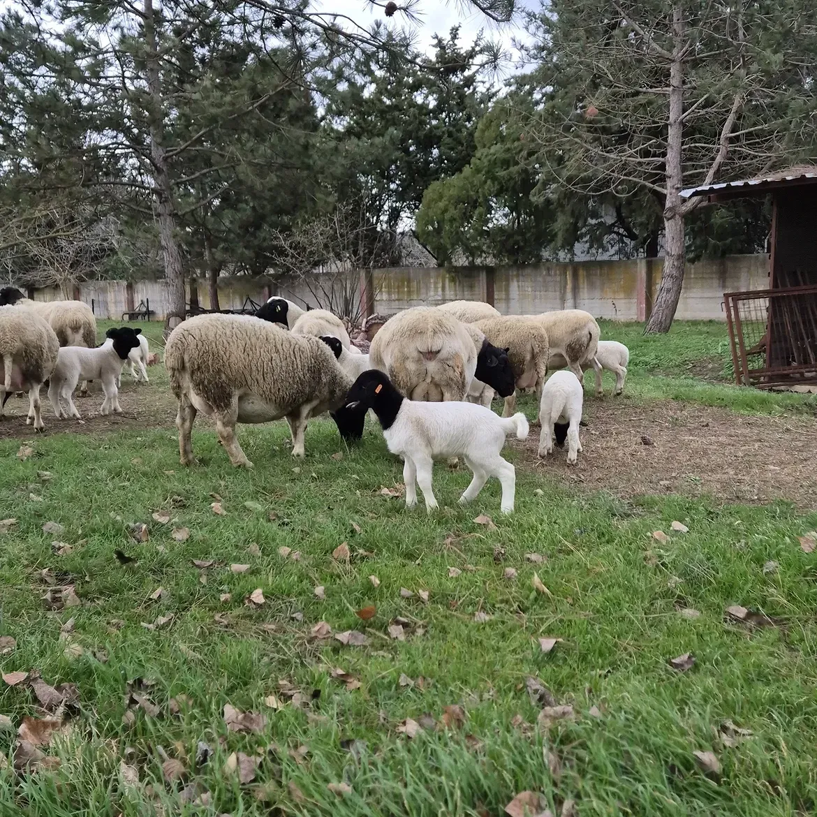 Dorper Sheep Prices in South Africa