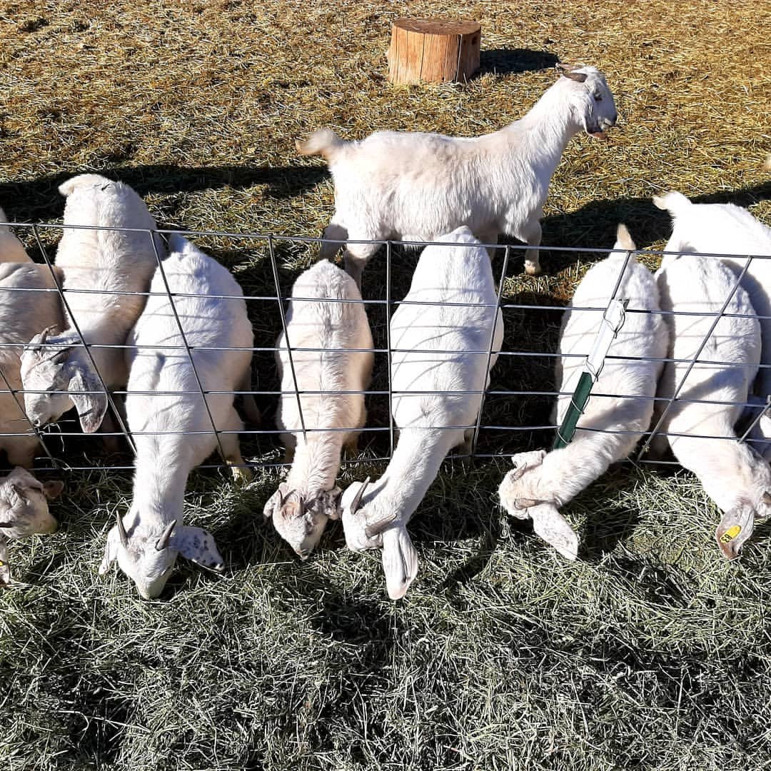 Savanna goats from DRM Livestock (4)