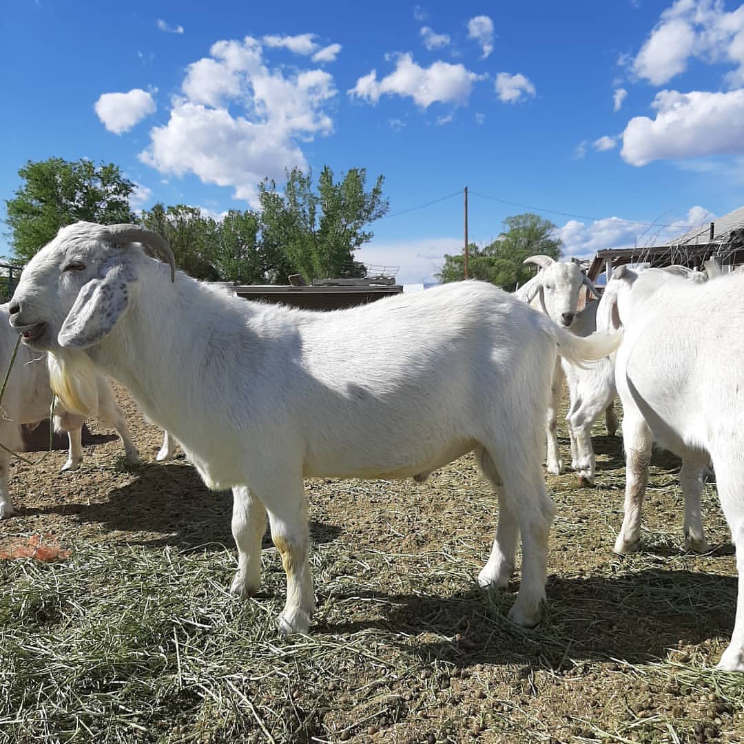 Savanna goats for sale in South Africa