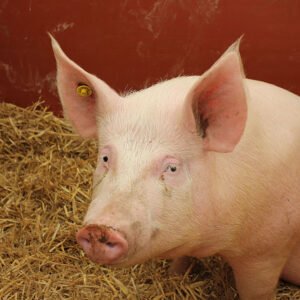 Large White pigs for sale in South Africa