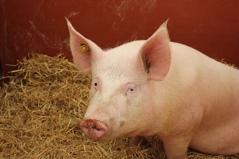 Large White pigs for sale in South Africa
