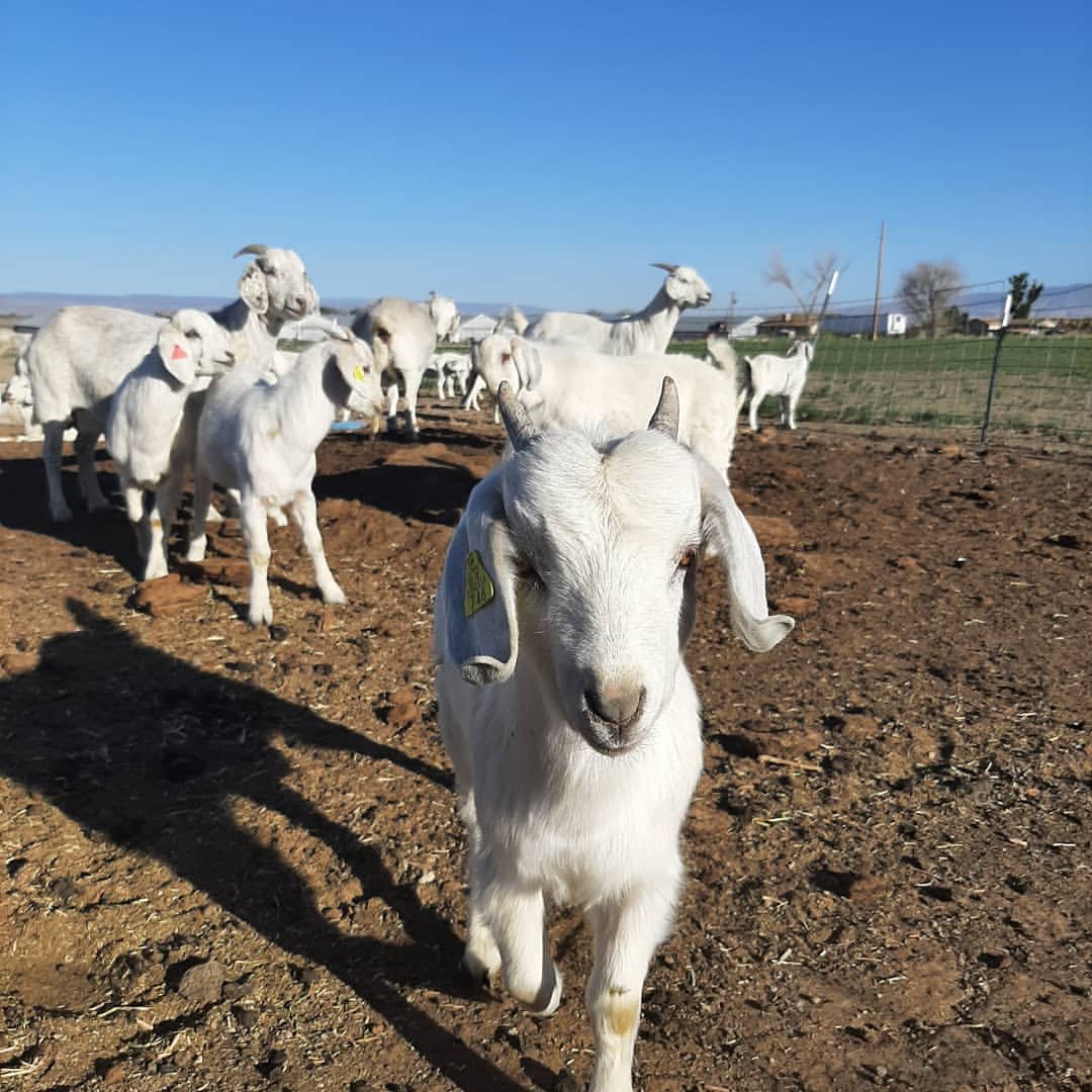 Savanna goats from DRM Livestock (2)