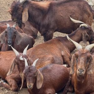Kalahari Red goats for sale in South Africa