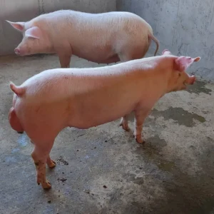 Landrace pigs for sale in South Africa