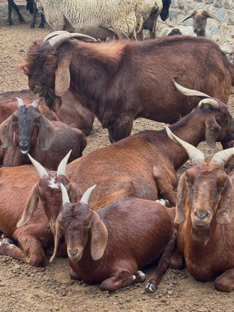 Kalahari Red goats for sale in South Africa