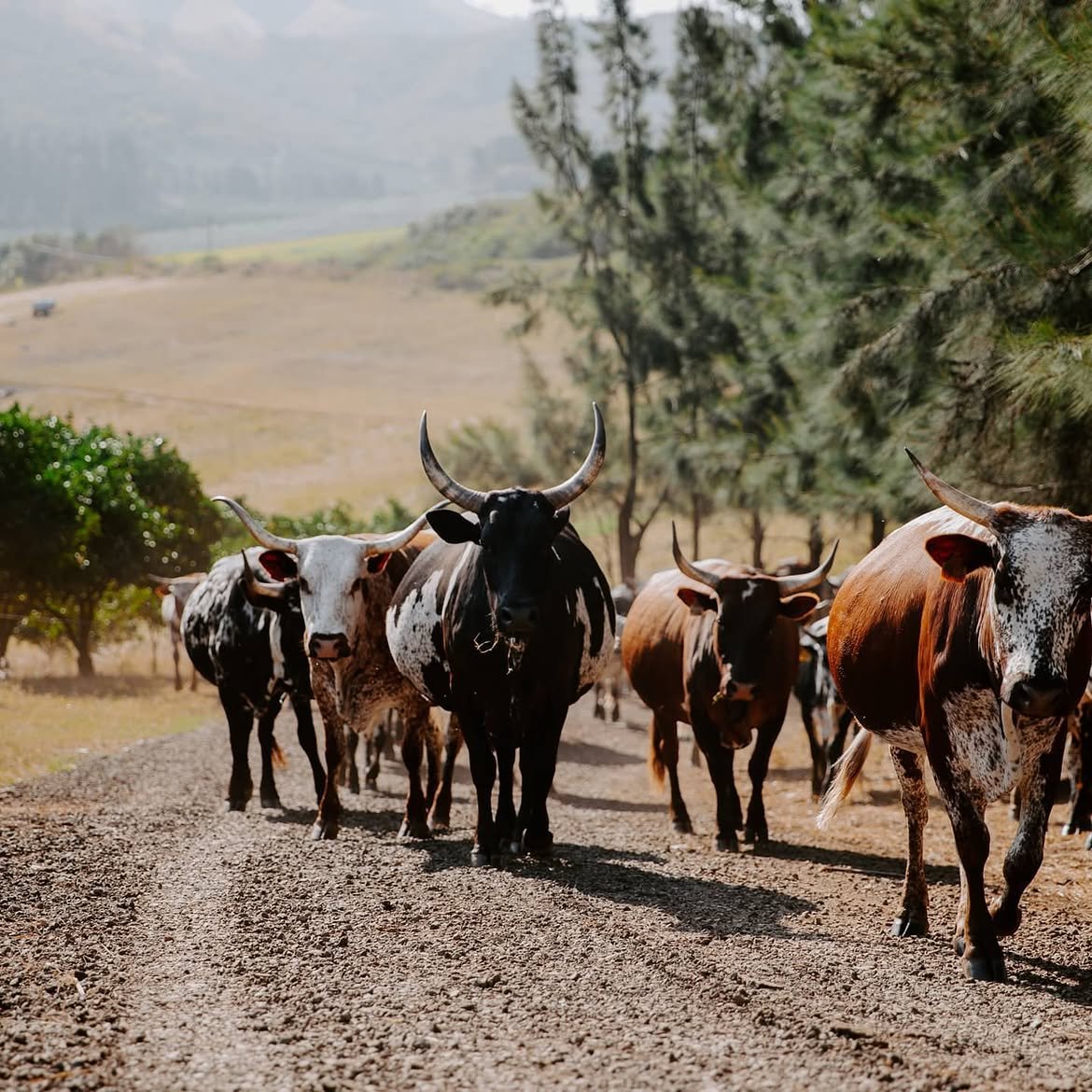 Nguni cattle from DRM Livestock (3)