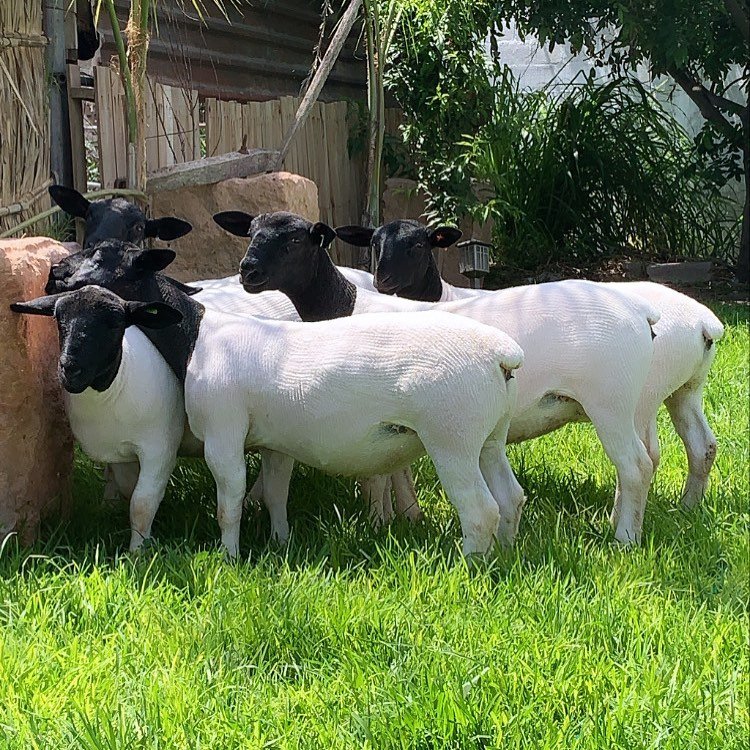 Dorper ewes selected for Dorper sheep breeding