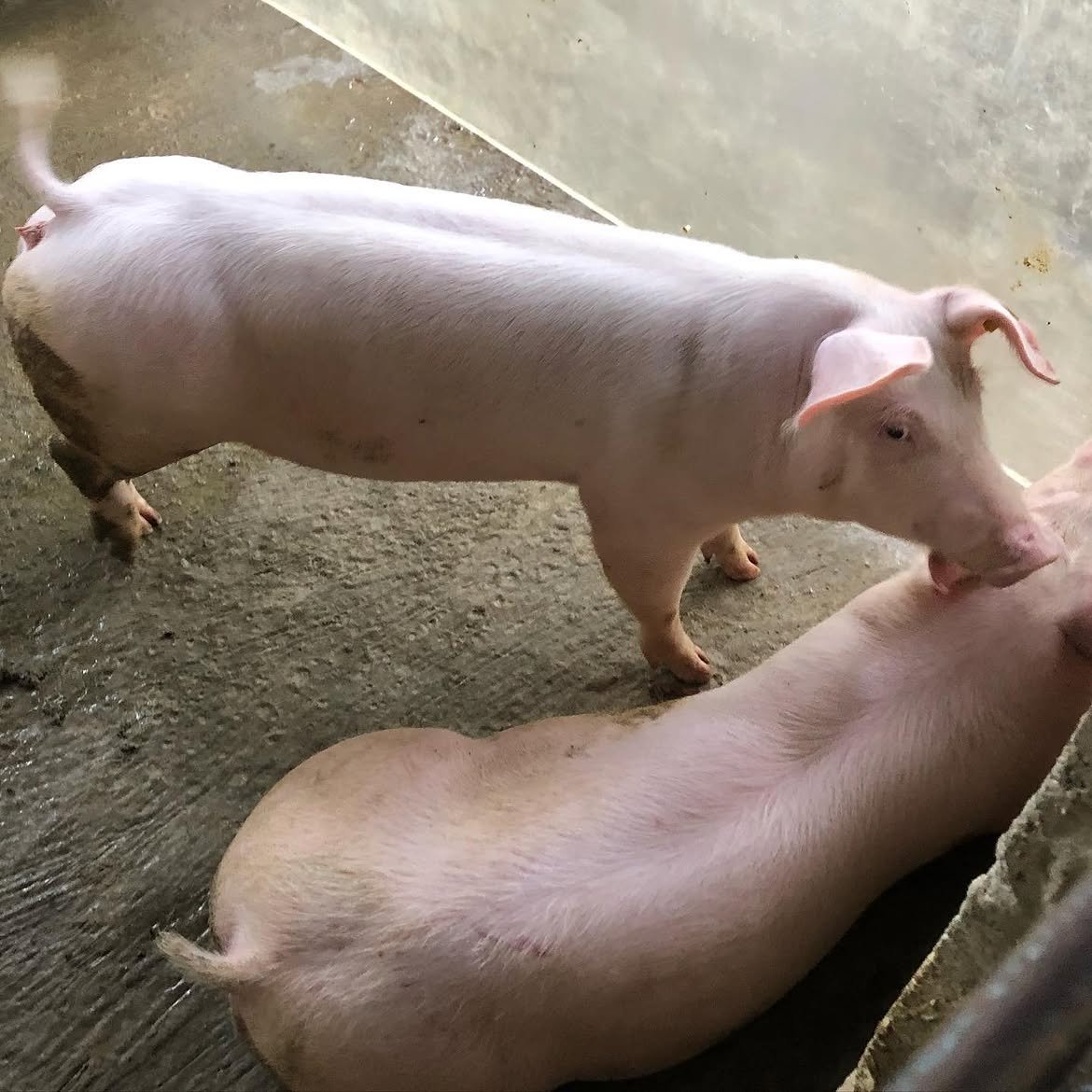 Landrace pigs from DRM Livestock (2)