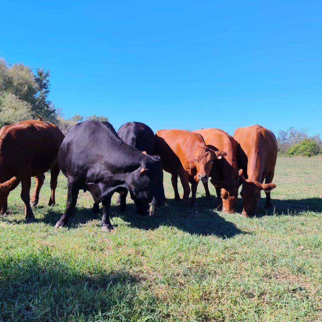 Livestock farming in South Africa: beef cattle grazing on pasture