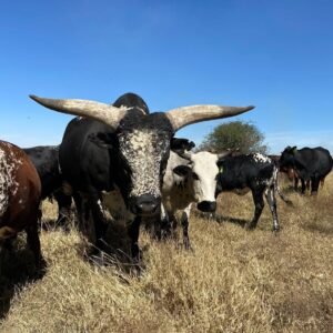 Nguni cattle for sale in South Africa