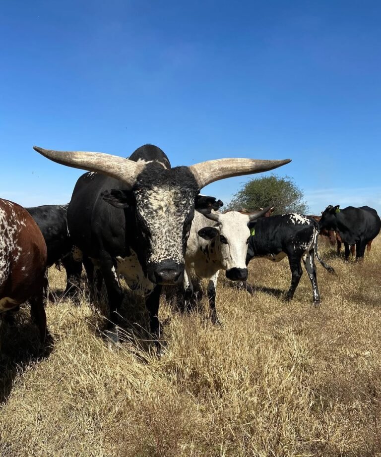 Nguni cattle for sale in South Africa