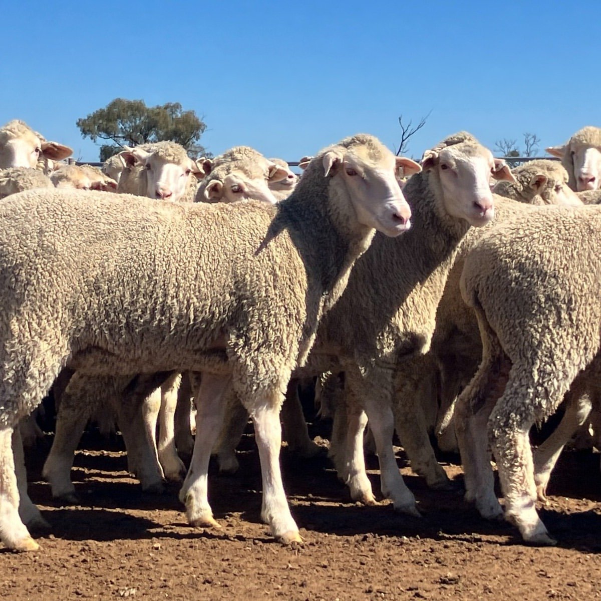Dohne Merino sheep from DRM Livestock (3)