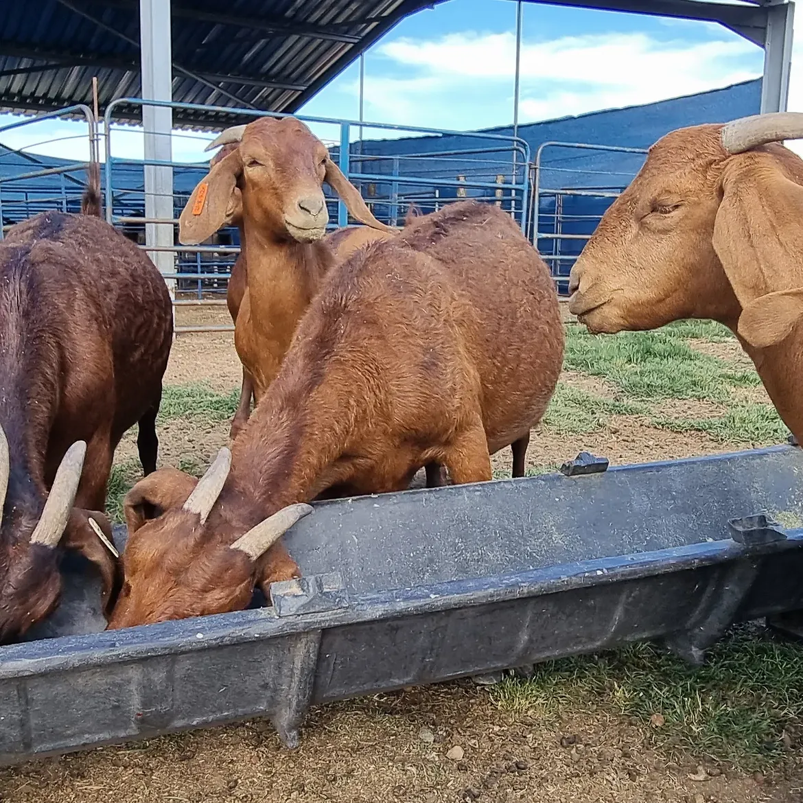 Kalahari Red goats from DRM Livestock (2)