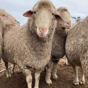 Dohne Merino sheep for sale in South Africa