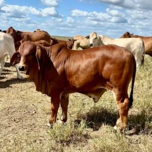 Brahman cattle for sale in South Africa