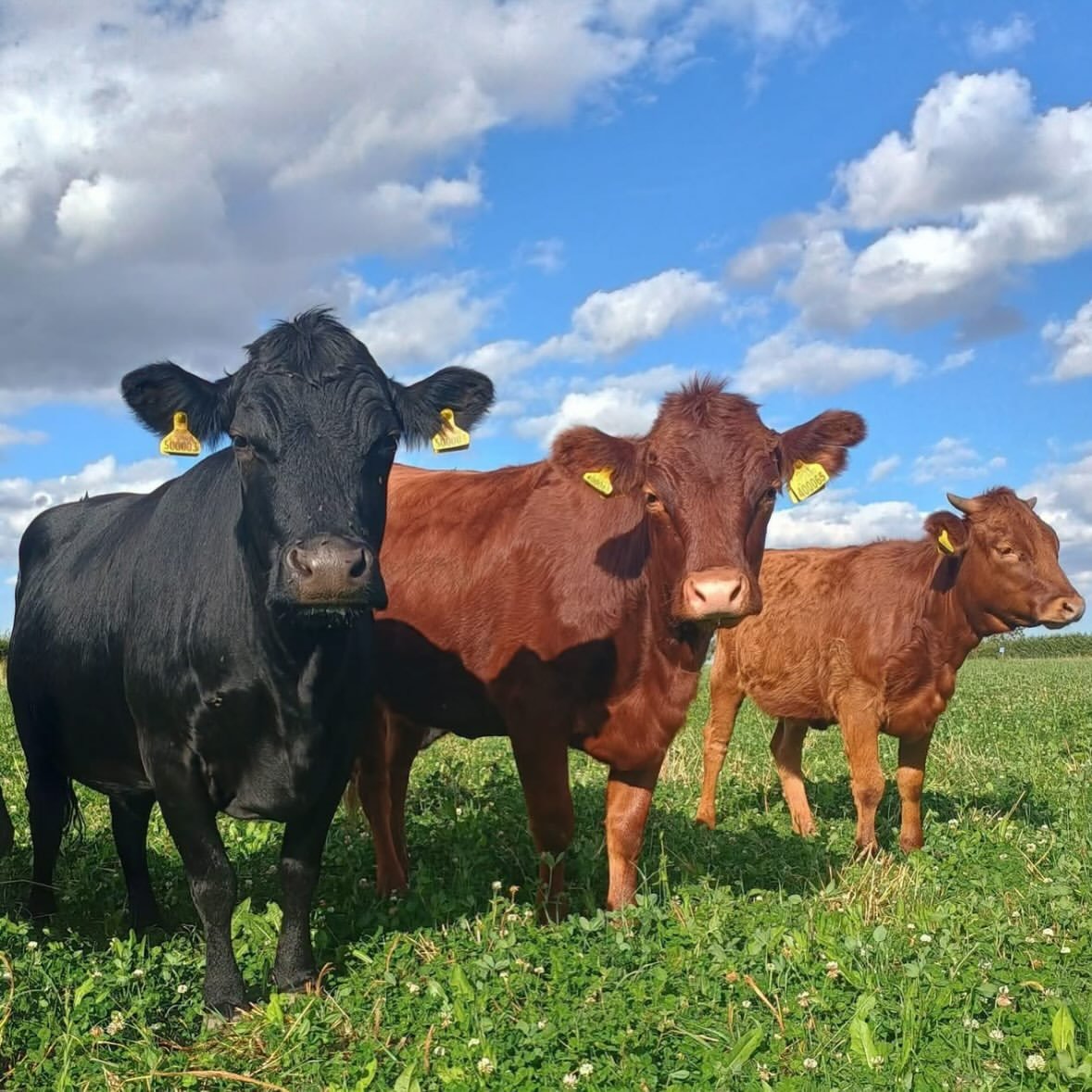Angus cattle for sale in South Africa