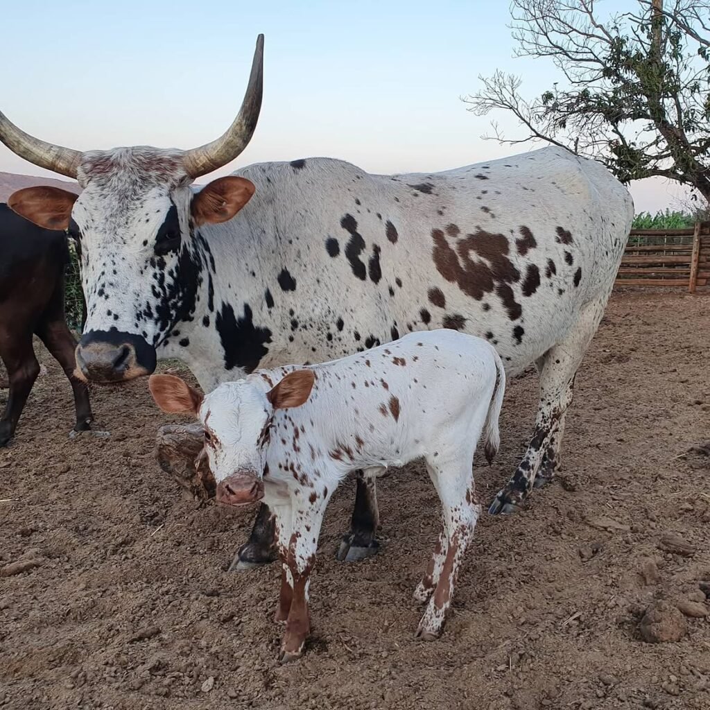 Nguni cow and calf, an adapted breed for sustainable livestock farming