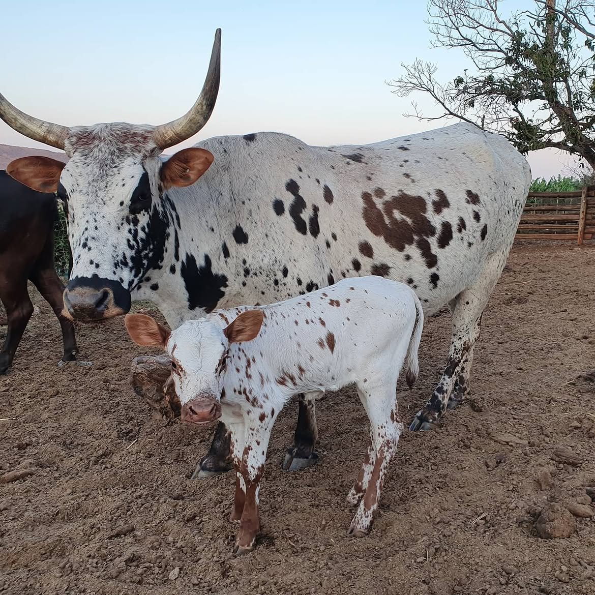Nguni cattle from DRM Livestock (2)