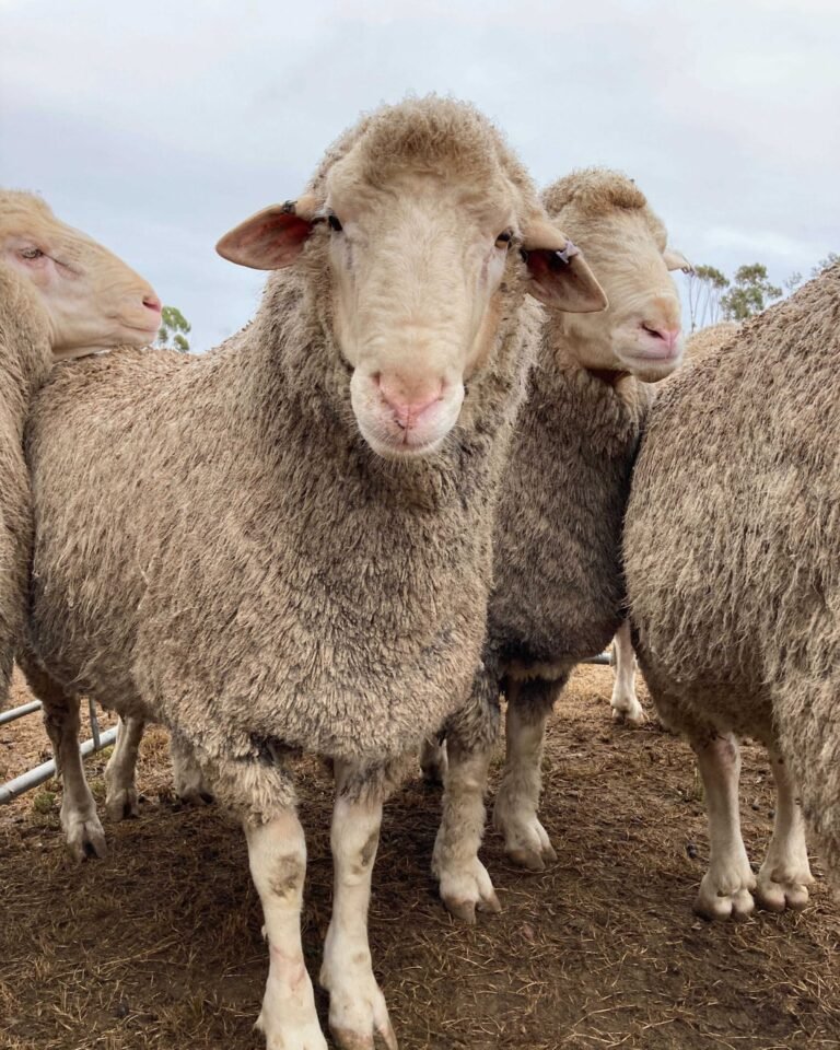 Dohne Merino sheep for sale in South Africa