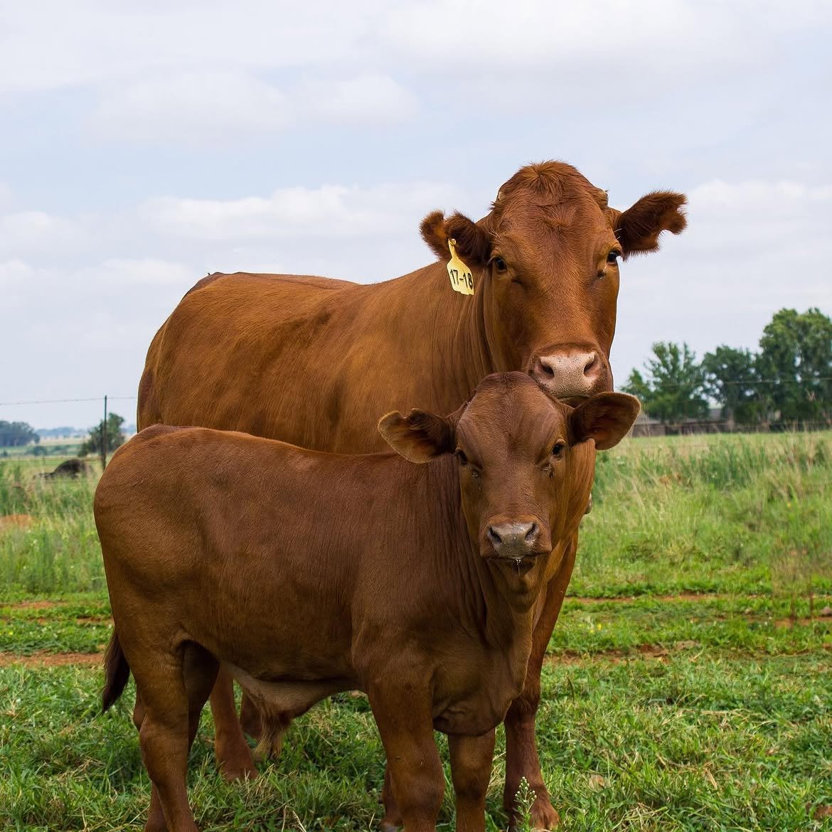 Bonsmara cattle from DRM Livestock (2)