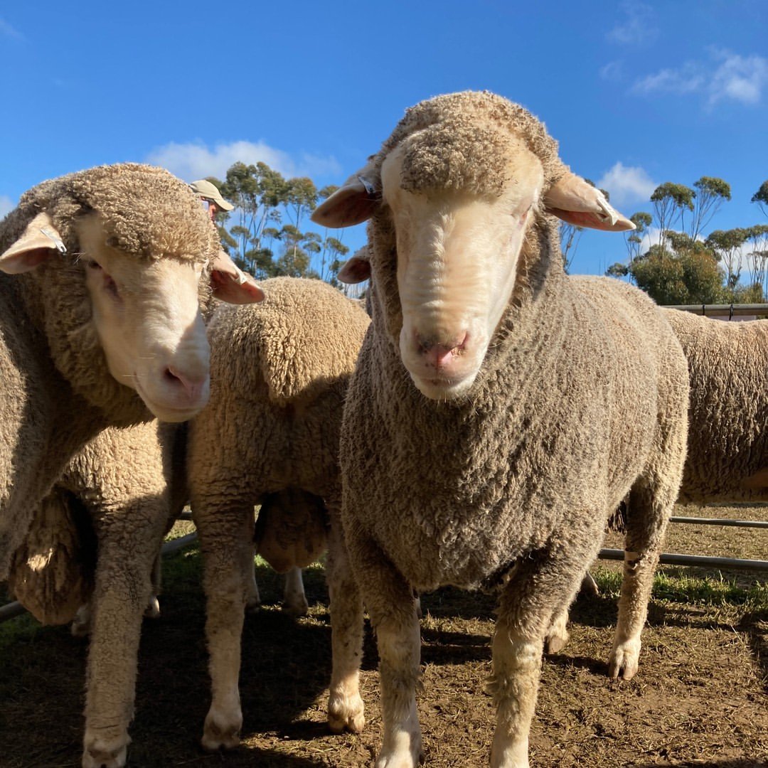 Dohne Merino sheep from DRM Livestock (2)