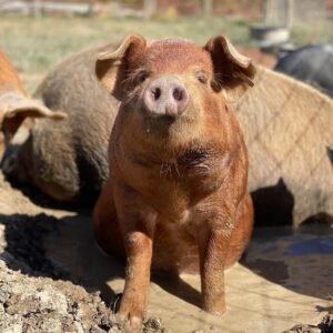Duroc pigs for sale in South Africa