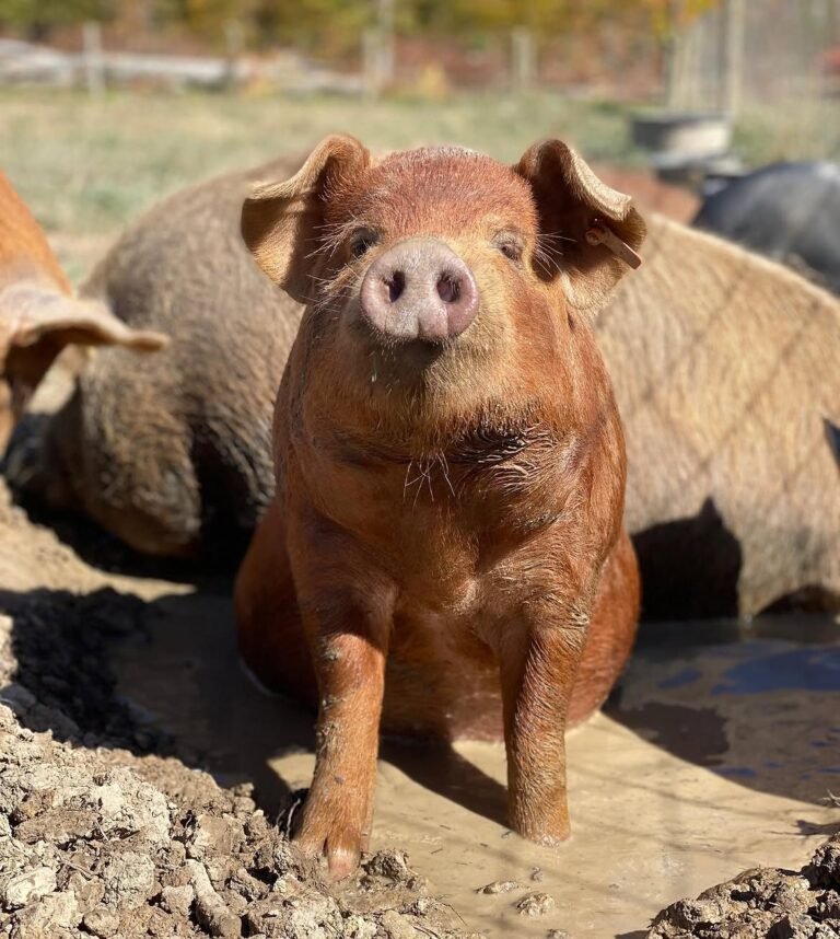 Duroc pigs for sale in South Africa