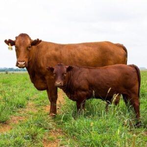 Bonsmara cattle for sale in South Africa