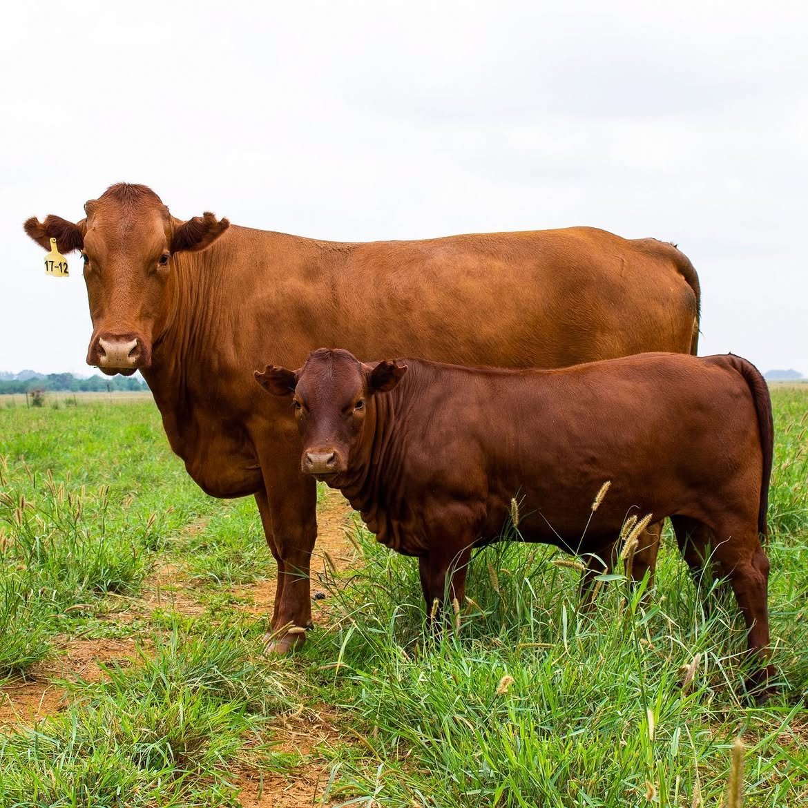 Bonsmara cattle for sale in South Africa