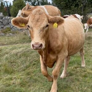 Simmentaler cattle for sale in South Africa