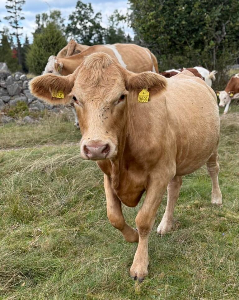 Simmentaler cattle for sale in South Africa
