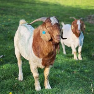 Boer goats for sale in South Africa