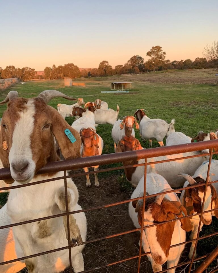Boer goats from DRM Livestock (2)