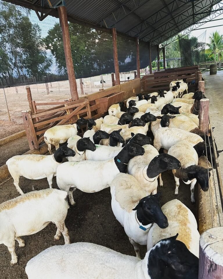 Dorper Sheep Farming in South Africa