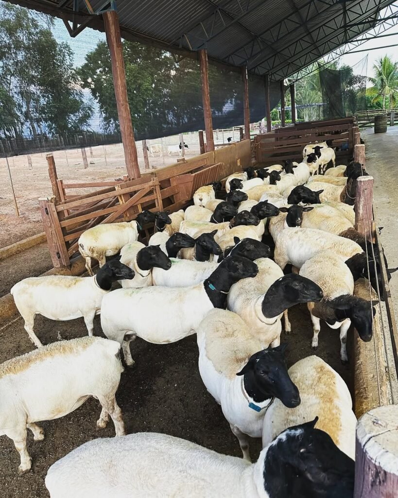 Dorper sheep for meat production in a feeding pen