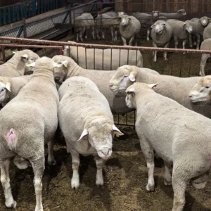 Ile de France sheep for sale in South Africa