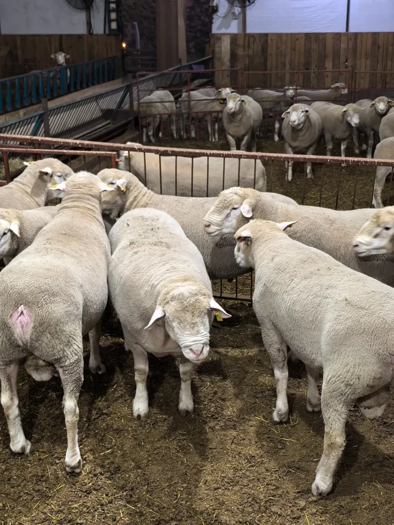 Ile de France sheep for sale in South Africa