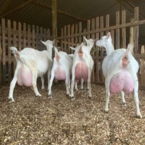 Saanen goats for sale in South Africa