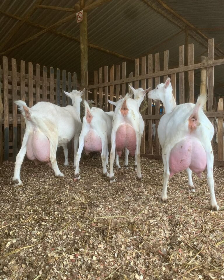 Saanen goats for sale in South Africa