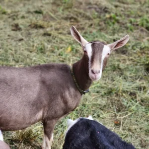 Toggenburg goats for sale in South Africa