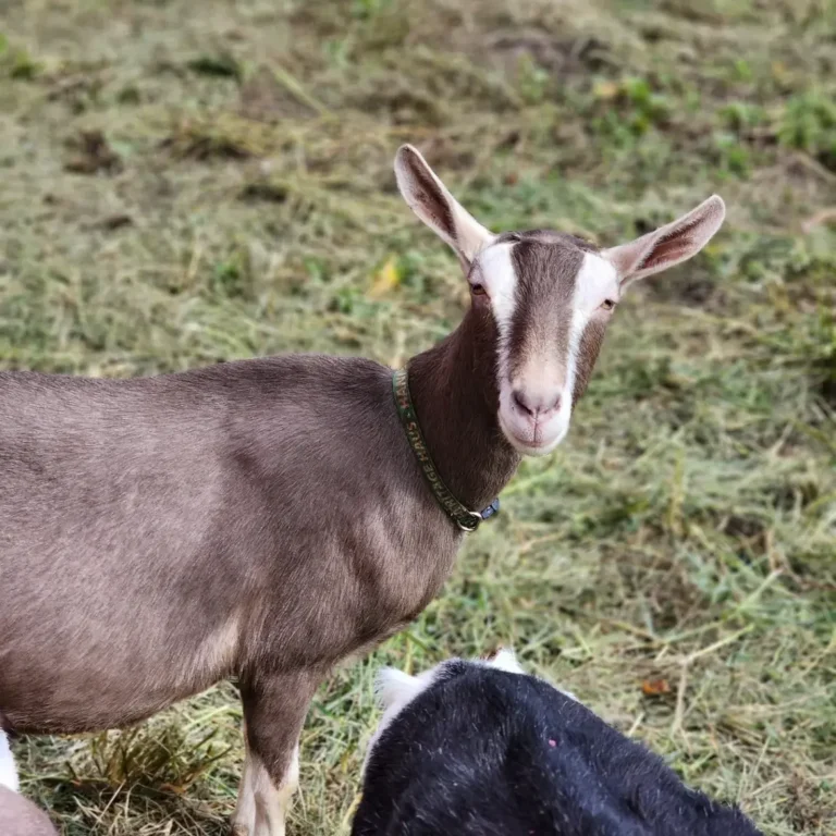 Toggenburg goats for sale in South Africa