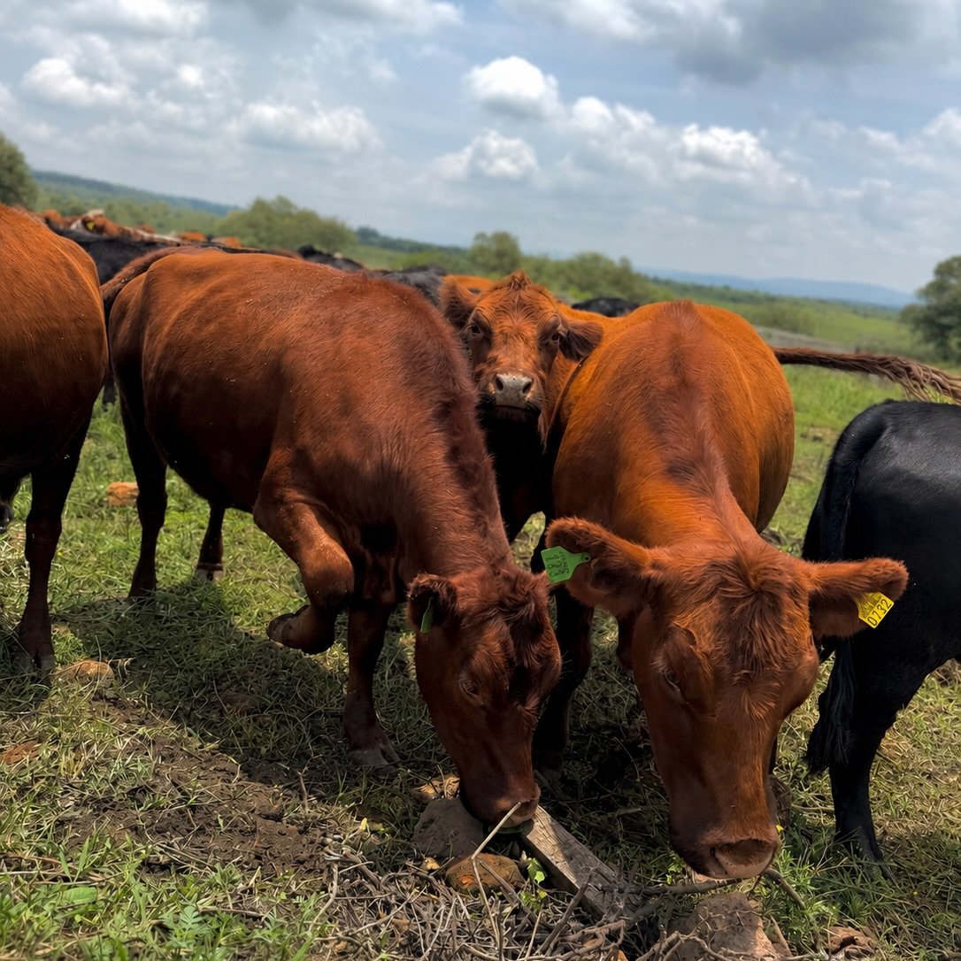 Angus cattle for sale: red Angus cattle grazing on green pasture