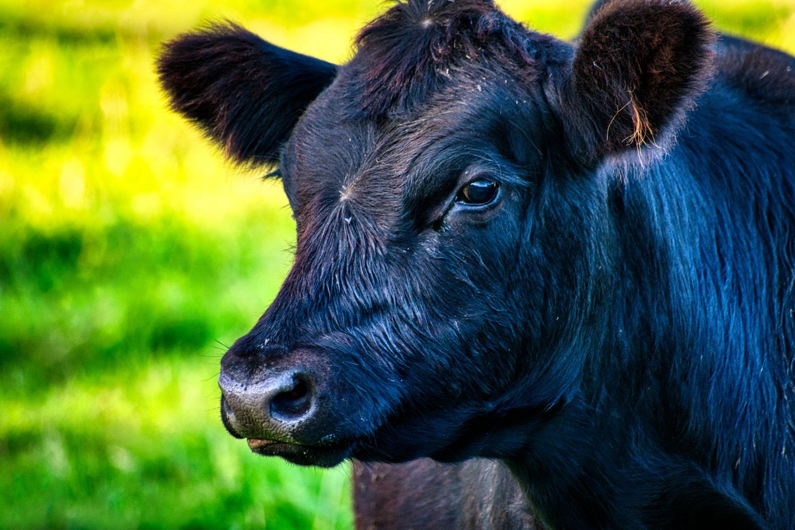 Angus vs Simmentaler: Which Beef Breed Suits Your Farm?