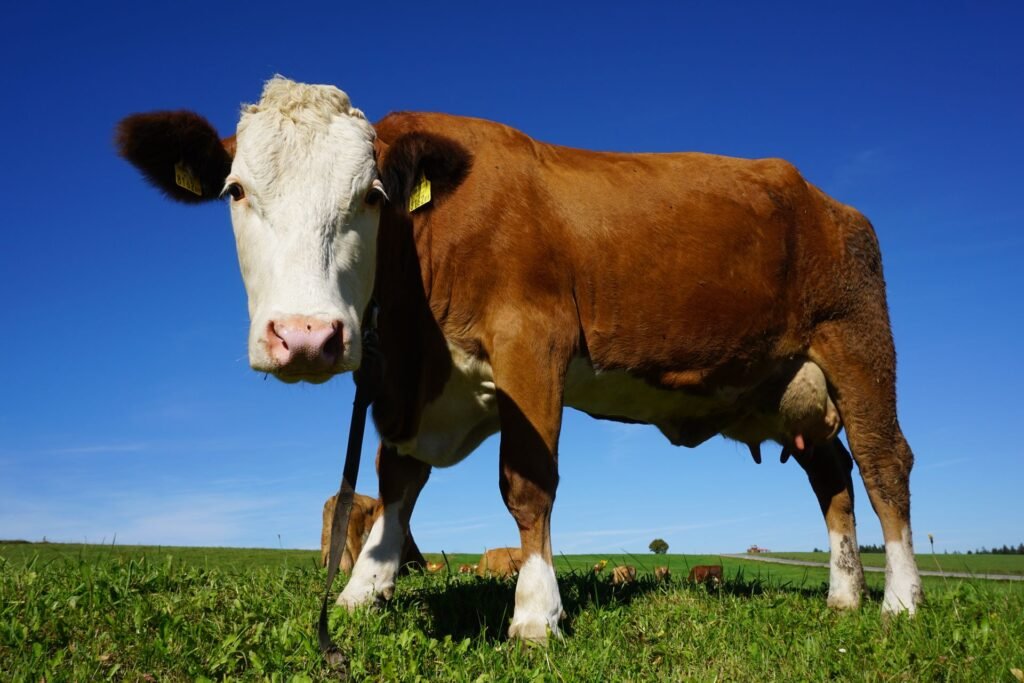 Angus vs Simmentaler: a red and white Simmentaler-type cow on green pasture