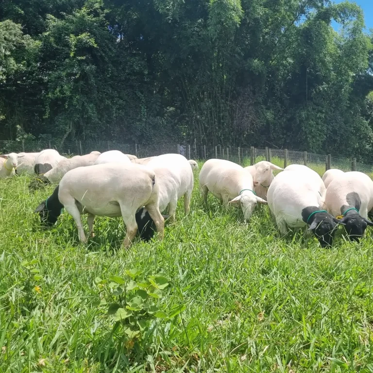 Dorper Sheep for Meat Production