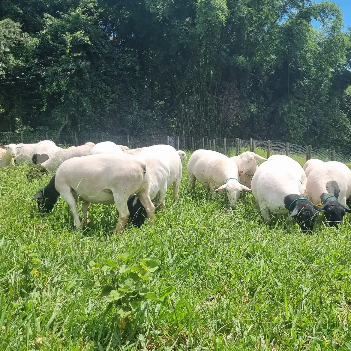 Dorper Sheep for Meat Production