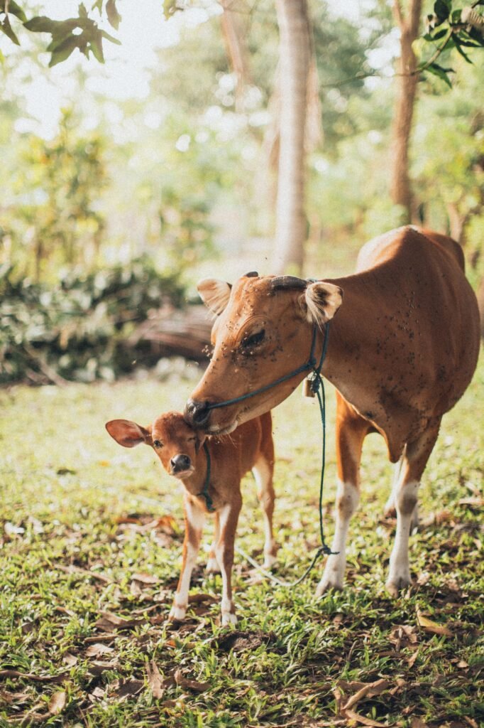 Brown beef cow with her calf in a farm paddock