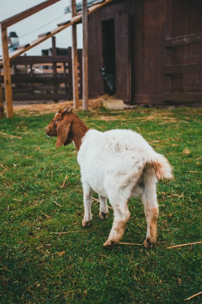 Boer goat with its white body and brown head